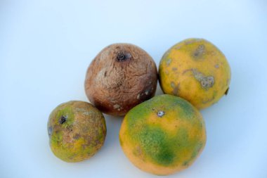Çürüme ve çürüme belirtileri gösteren turunçgiller grubu, eğitim ve bilimsel amaçlar için faydalı olan çürüme ve gıda bozulma sürecini gözler önüne seriyor..