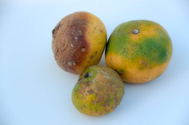 Üç portakal, çürüme ve çürüme kavramlarını ve yiyecek atıklarını resmetmek için uygun olan çürüme ve küf büyümesinin değişen aşamalarını gösteren beyaz bir zemin üzerinde oturmaktadır..