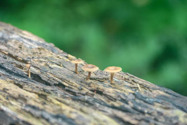 Çürüyen bir kütükten filizlenen minik mantarlar bulanık yeşil bir zemin oluşturur. Doğa ve orman temalı projeler için harika..