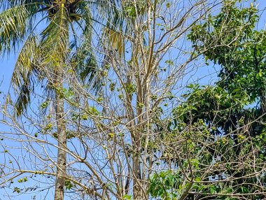 Yeşil meyveler, açık mavi gökyüzü altında yemyeşil ağaçların aksine çıplak dallarda yetişir ve doğa ve çevre temalı içerik için uygun sakin bir açık hava manzarası yaratır..