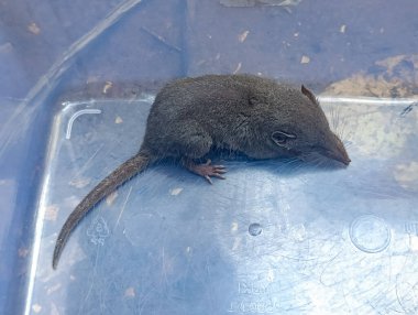 Gri bir cadaloz, kapalı alandaki mavi plastik bir yüzey üzerinde sessizce dinleniyor. Eğitimsel ya da vahşi yaşamla ilgili içerik için uygun sığ bir alan derinliğiyle yakalanmış..