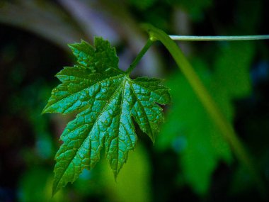 Tek, zengin dokulu yeşil bir yaprak narin ışıkla yıkanmış bir sarmaşığa nazikçe asılır. Koyu yeşil renkler ve karmaşık detaylar dingin ve doğal bir hava yaratır..