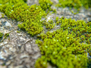 Canlı yeşil yosunlar yakın plan çekimde kabataslak gri bir taş yüzeyde büyüyor, doğal bir doku ve organik bir his yaratıyor, arka plan veya çevresel pazarlama materyalleri için mükemmel..