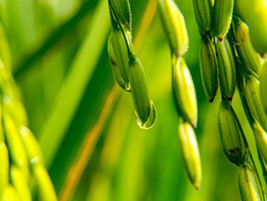 Macro 'da taze yeşil pirinç tanecikleri ve su damlası ile tarım ve gıda içeriği için ideal bulanık yeşil zemin üzerinde sergileniyor.
