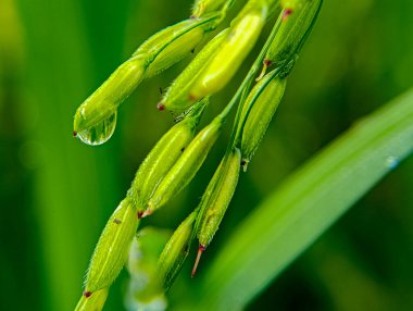Canlandırıcı bir su damlası bitkinin gövdesindeki canlı yeşil pirinç tanesine yapışır ve doğanın güzelliğini vurgular. Bu görüntü tarım ve doğal besin içeriği için idealdir..