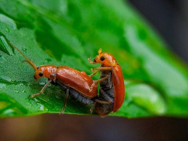 Parlayan yeşil bir yaprağın üzerinde iki canlı kırmızı böcek, çok ince detaylara kadar ele geçirilmiş. Çiğ yaprak doğadaki bu samimi ana biraz sihir katar..