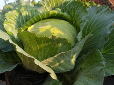 Katmanlı yaprakları olan canlı yeşil bir lahana taze ve sağlıklı görünüyor. Çiğ veya çiğ yemek için ideal..
