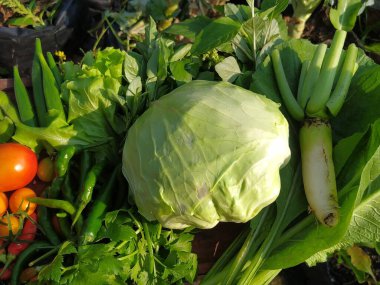 Lahana, domates, bamya, marul ve turp gibi çeşitli taze sebzeler sağlıklı bir yemek için mükemmel bir şekilde bir arada sergilenir..