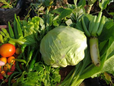 Lahana, domates, biber, bamya ve turpun da aralarında bulunduğu çeşitli taze sebzeler sergilenerek, pişirmek için bir bahçenin cömertliğini sergiliyor..