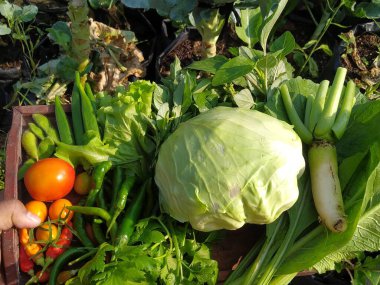 Lahana, domates, biber ve yapraklı yeşillikler de dahil olmak üzere çeşitli taze toplanmış sebzeler, sağlıklı bir yemek için hazır, ahşap bir sandıkta sergileniyor..