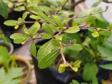 Yakından bakıldığında bitkinin canlı yeşil yaprakları botanik çalışmaları için karmaşık detaylarını ve dokularını vurguluyor..