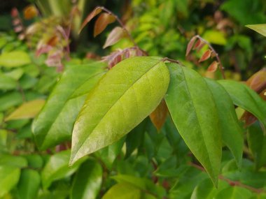 Yakın plan, su damlacıkları yüzeyinde parlayan canlı yeşil bir yaprak gösteriyor, doğa fotoğrafçılığı için doğal güzelliğini arttırıyor..