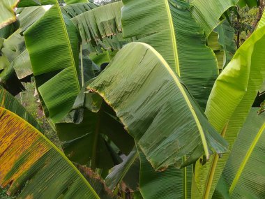 Çerçeveyi çevreleyen sayısız canlı yeşil muz yaprakları belirgin damarlarını ve şekillerini sergiliyor ve arka planlar için biraz tropikal bereket katıyor..