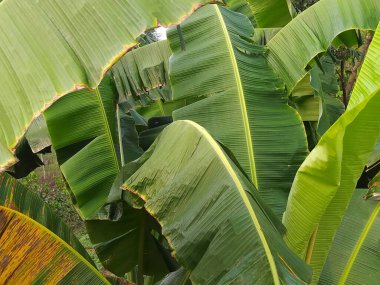 Çok sayıda yeşil muz yaprağının yakın plan görüntüsü, arkaplan ve tasarım elementleri için tropikal bir hava yaratarak, dokularını ve canlı renklerini gözler önüne serer..