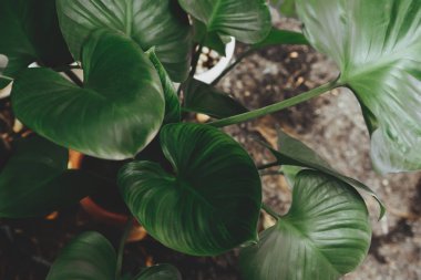 Koyu yeşil yaprak dokusu 