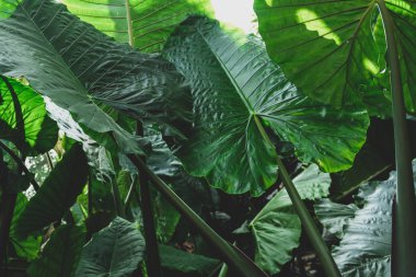 Dev Alocasia 'nın yeşil yaprak dokusu