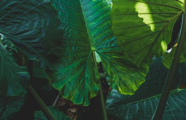 Dev Alocasia 'nın yeşil yaprak dokusu