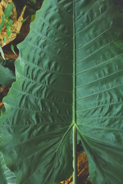 Zielona konsystencja liści alocazji olbrzymiej — Zdjęcie stockowe