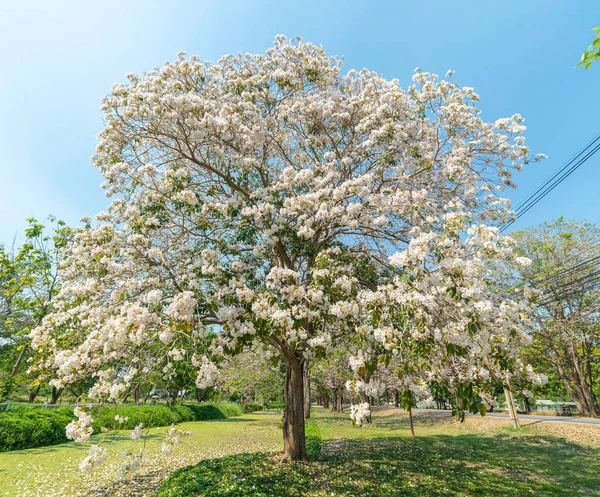 Tabebuia puun vaaleanpunainen kukinta puutarhassa — kuvapankkivalokuva