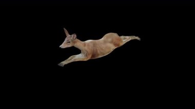 Üst Açı Önünden Kahverengi Doe Sıçrama Görünümü