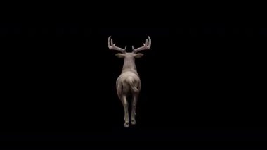 Kahverengi Geyik Yürüyüşü Arkadan Görünümü