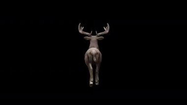 Kahverengi Geyik Arkadan Hızlı Yürüyüş Görünümü