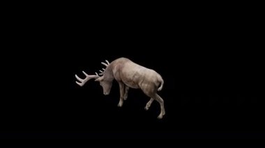 Kahverengi Geyik Üst Açıdan Arkaya Bakar