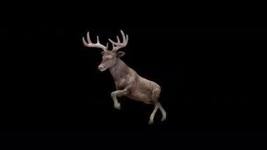 Kahverengi Geyik Sıçrama Uçuşu Görünümü