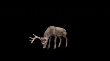 Kahverengi Geyik Önden etrafına bak