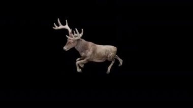 Kahverengi Geyik Sıçrama Uçuşu Görünümü Üst Açı Önden