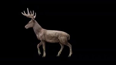 Kahverengi Geyik Yürüyüşü Yandan Görünümü