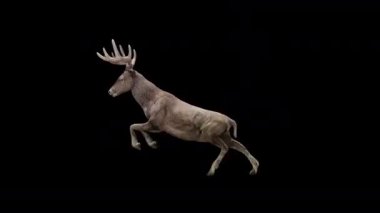 Kahverengi Geyik Sıçrama Uçuşu Görünümü