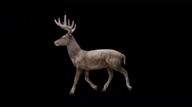 Kahverengi Geyik Yandan Hızlı Yürüyüş Görünümü