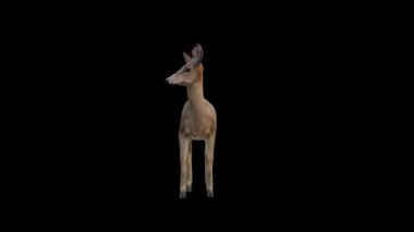 Önden Kahverengi Doe Boşta Görünümü