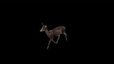 Siyah Geyik Doe Üst Açı Önden Hızlı Yürüyüş Görünümü