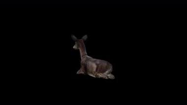 Siyah Geyik Doe Arka Taraftan Oturur Görünümü