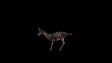 Siyah Geyik Yandan Atlama Görünümü 