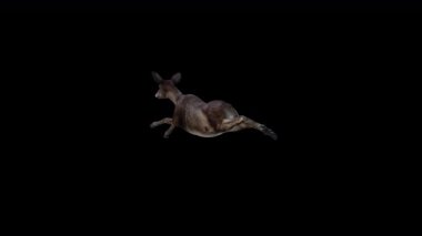 Kara Geyik Uçuşu Arka Taraftan Atlama Görünümü