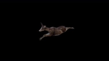 Kara Geyik Uçan Maktul Üst Açı Önden Atlama Görünümü