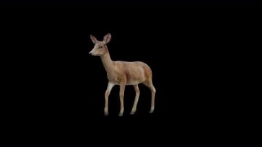 Önden Kahverengi Doe Yürüyüş Görünümü