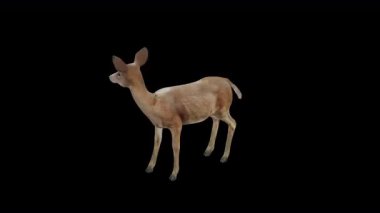 Üst Açı Önden Kahverengi Doe Boşta Görünümü