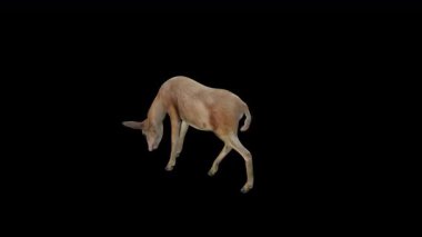 Kahverengi Doe Üst Açı Arkasından Ye Görünümü