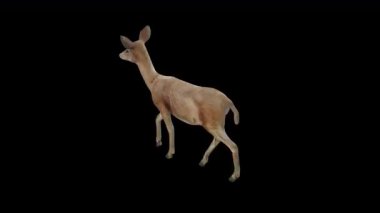 Üst Açı Arkasından Kahverengi Doe Yürüyüş Görünümü