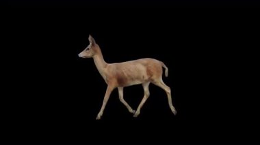 Kahverengi Doe Hızlı Yürüyüş Görünümü