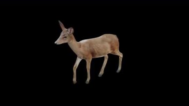 Üst Açı Önünden Kahverengi Doe Yürüyüş Görünümü