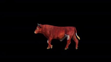 Kahverengi Sığır Yürüyen Kenar Görünümü