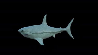 Gerçekçi Köpekbalığı Yüzme Tarafı Görünümü