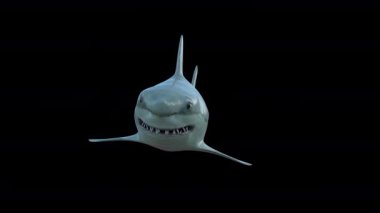 Gerçekçi Köpekbalığı Yüzme Ön Taraf Görünümü