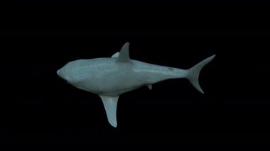 Gerçekçi Köpekbalığı Yüzme Üst Görünümü