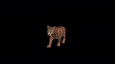 Gerçekçi Jaguar Yürüyen Ön Taraf Görünümü